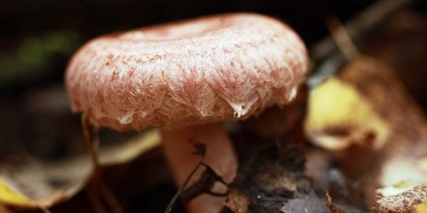 Lažni valovi (lažni valovi): kako razlikovati od pravih